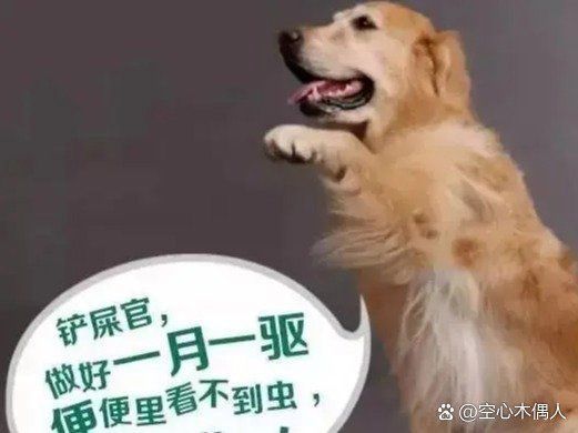 驅蟲期間需要停食嗎，狗狗體內驅蟲需要禁食嗎
