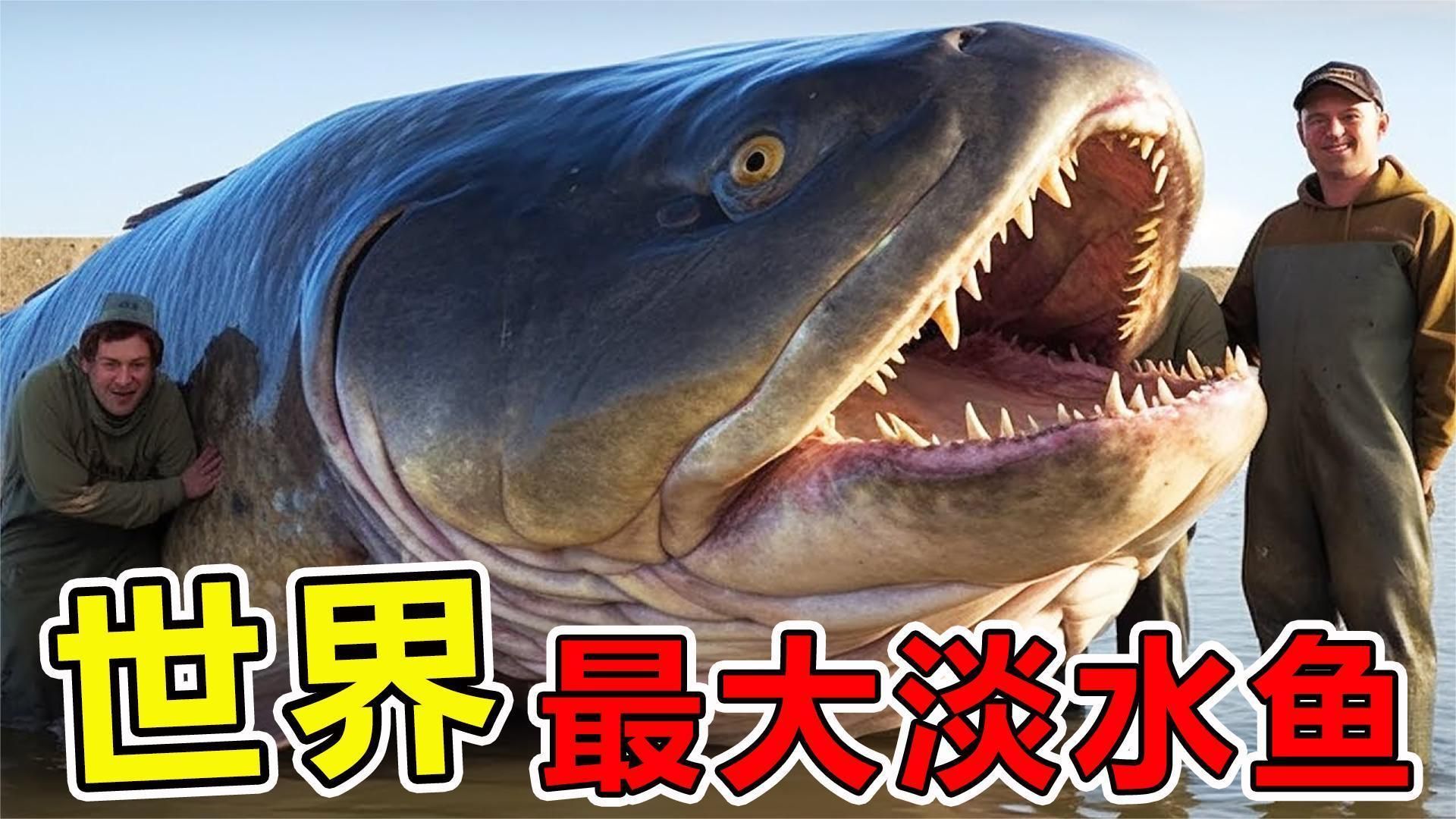 能推薦一些體型較大的魚類嗎，世界上體型最大的魚類魚類體型較大的魚類
