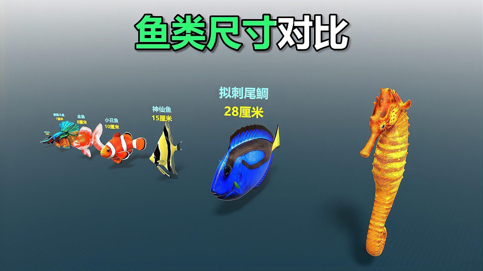 能推薦一些體型較大的魚類嗎，世界上體型最大的魚類魚類體型較大的魚類
