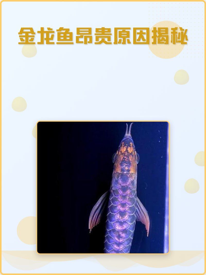 金龍魚中哪個品種最貴，金頭過背金龍魚哪個品種最貴金頭過背金龍魚價格揭秘 金龍魚中哪個品種最貴，金頭過背金龍魚哪個品種最貴金頭過背金龍魚價格揭秘 龍魚百科 第2張