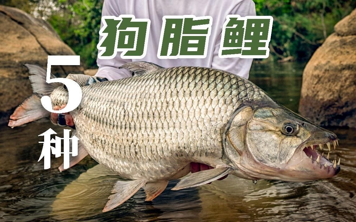 白金猛魚，白金猛魚、白金猛魚、狗脂鯉屬全家族解析 白金猛魚，白金猛魚、白金猛魚、狗脂鯉屬全家族解析 龍魚百科 第7張