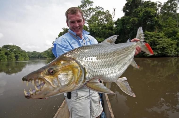 白金猛魚，白金猛魚、白金猛魚、狗脂鯉屬全家族解析 白金猛魚，白金猛魚、白金猛魚、狗脂鯉屬全家族解析 龍魚百科 第4張
