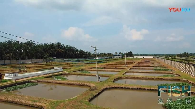 給我推薦一些龍魚(yú)的原產(chǎn)地水族館，龍魚(yú)原產(chǎn)地參觀攻略
