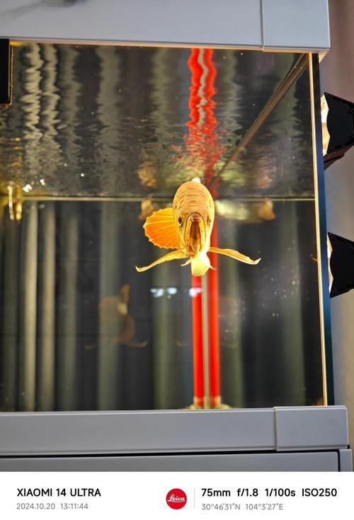 給我推薦一些龍魚(yú)的原產(chǎn)地水族館，龍魚(yú)原產(chǎn)地參觀攻略