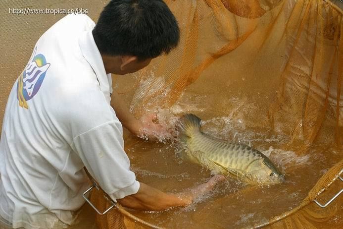 給我推薦一些龍魚(yú)的原產(chǎn)地水族館，龍魚(yú)原產(chǎn)地參觀攻略