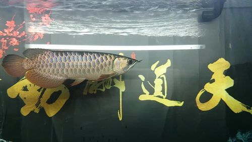給我推薦一些龍魚(yú)的原產(chǎn)地水族館，龍魚(yú)原產(chǎn)地參觀攻略