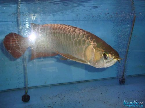 給我推薦一些龍魚(yú)的原產(chǎn)地水族館，龍魚(yú)原產(chǎn)地參觀攻略