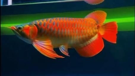 超血紅龍魚，超血紅龍魚的飼養管理