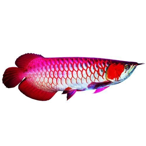 超血紅龍魚，超血紅龍魚的飼養管理