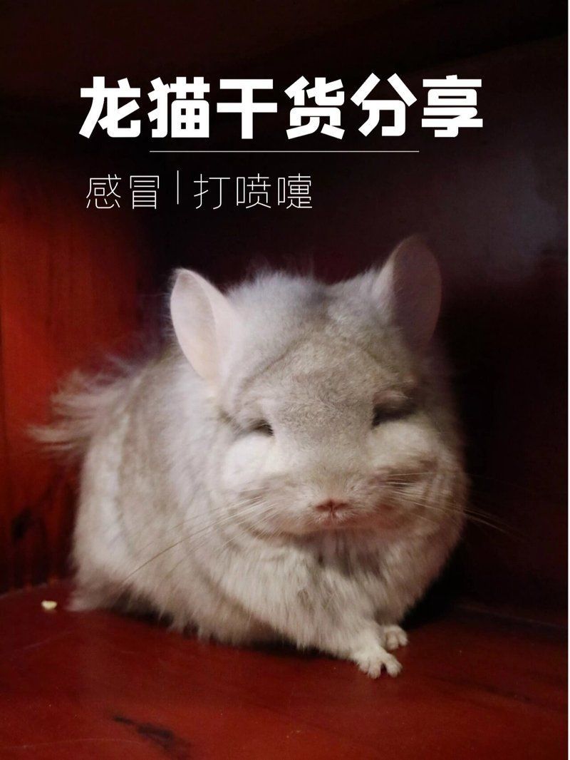 龍貓感冒了怎么辦，龍貓感冒了怎么辦龍貓感冒了怎么辦，龍貓感冒了怎么辦