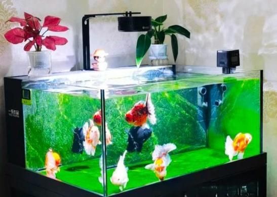 魚(yú)缺氧后如何急救，**魚(yú)缺氧后的急救方法 魚(yú)缺氧后如何急救，**魚(yú)缺氧后的急救方法 龍魚(yú)百科 第15張