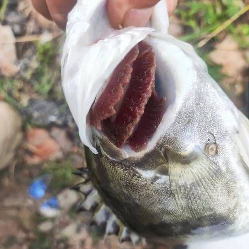 魚(yú)缺氧后如何急救，**魚(yú)缺氧后的急救方法 魚(yú)缺氧后如何急救，**魚(yú)缺氧后的急救方法 龍魚(yú)百科 第2張