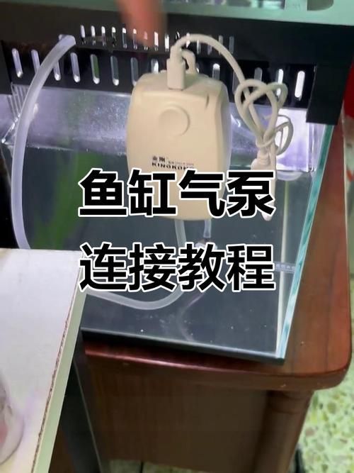 魚(yú)缺氧后如何急救，**魚(yú)缺氧后的急救方法 魚(yú)缺氧后如何急救，**魚(yú)缺氧后的急救方法 龍魚(yú)百科 第11張