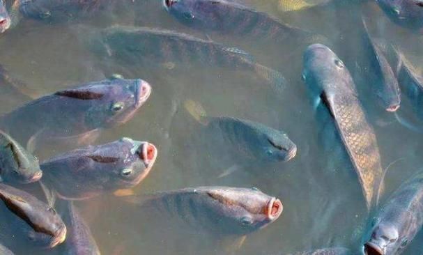 魚(yú)缺氧后如何急救，**魚(yú)缺氧后的急救方法 魚(yú)缺氧后如何急救，**魚(yú)缺氧后的急救方法 龍魚(yú)百科 第5張