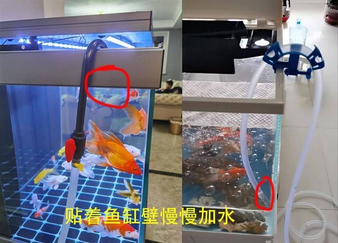 魚(yú)缺氧后如何急救，**魚(yú)缺氧后的急救方法 魚(yú)缺氧后如何急救，**魚(yú)缺氧后的急救方法 龍魚(yú)百科 第16張