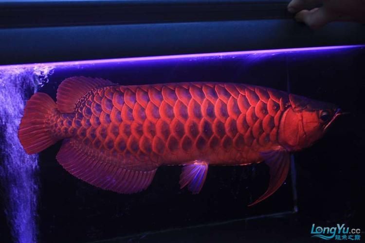 有哪些著名的血紅龍魚魚場
