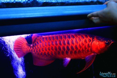有哪些著名的血紅龍魚魚場