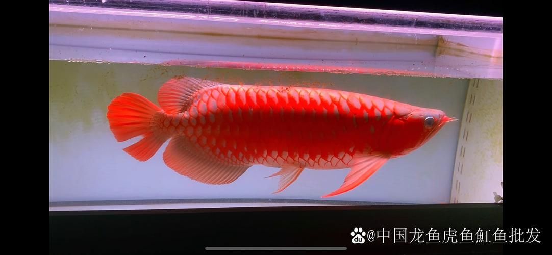 有哪些著名的血紅龍魚魚場