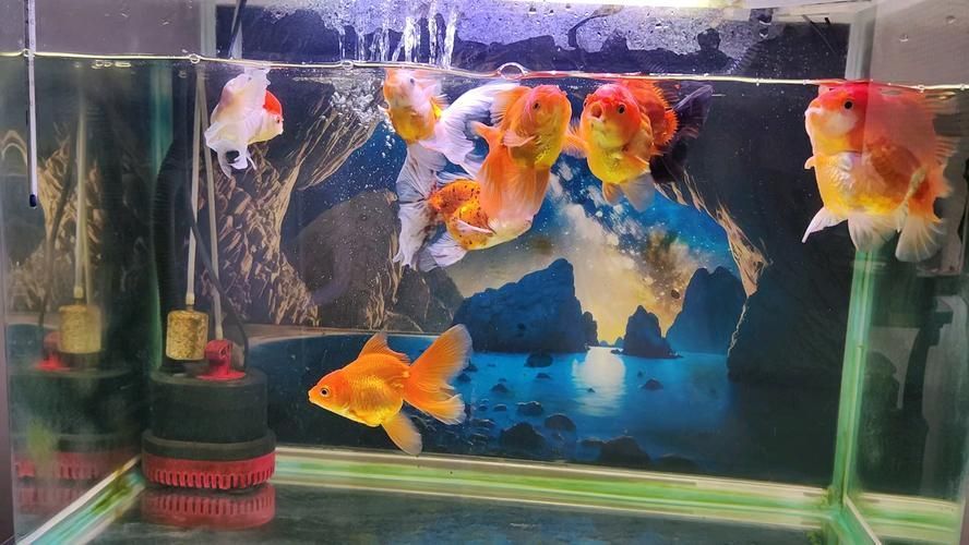 如何預防金龍魚疾病，金龍魚水質、環境、環境管理的核心要求
