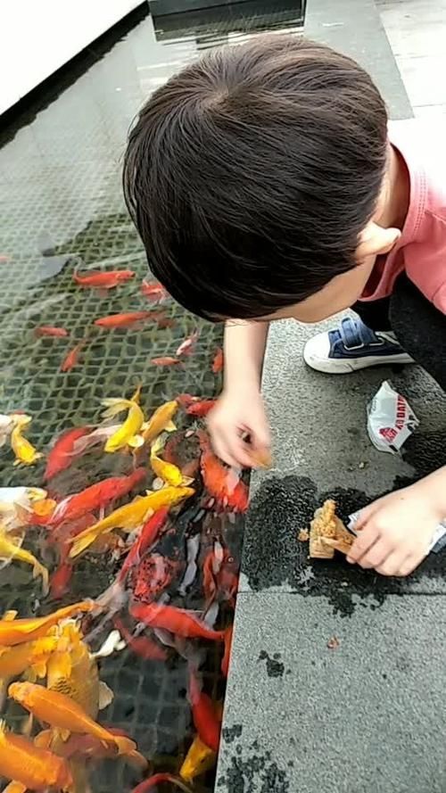 如何預防金龍魚疾病，金龍魚水質、環境、環境管理的核心要求
