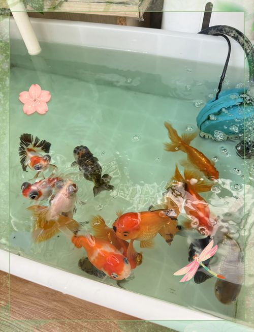 如何預防金龍魚疾病，金龍魚水質、環境、環境管理的核心要求