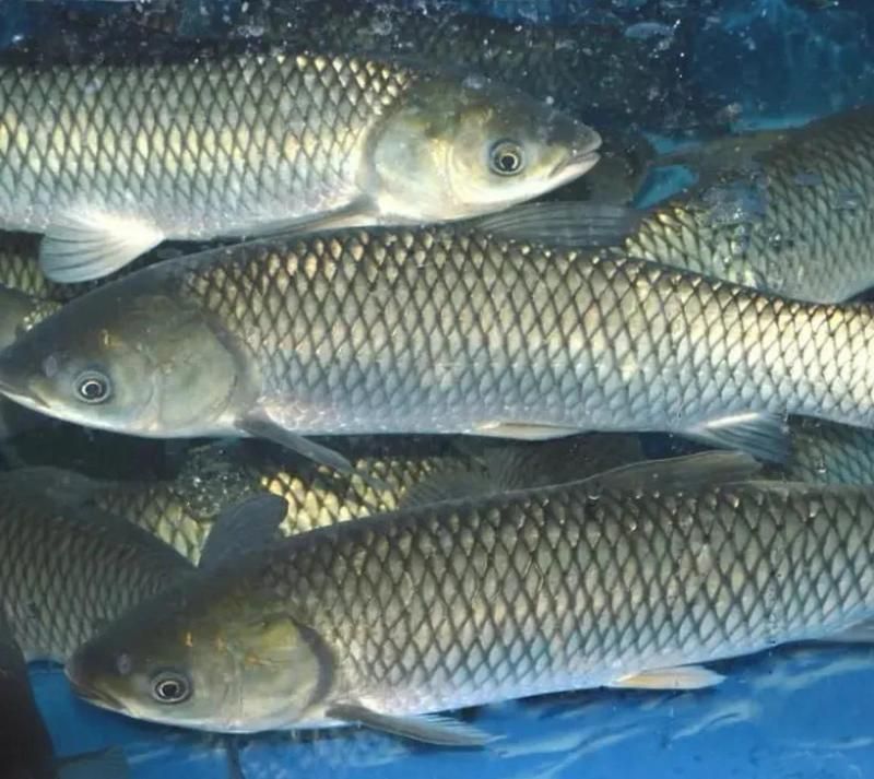 魚爛鰓能徹底治愈嗎，魚爛鰓怎么辦