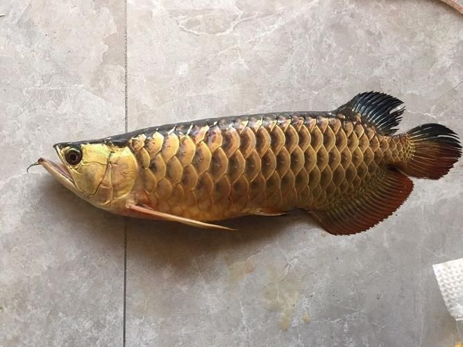 祥龍魚場純血皇冠魟魚的價格是多少，祥龍魚場純血皇冠魟魚價格是多少