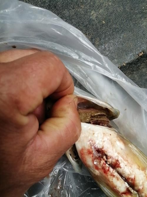 能否提供鰓蓋腐爛的圖片示例，鰓蓋腐爛是什么原因 能否提供鰓蓋腐爛的圖片示例，鰓蓋腐爛是什么原因 龍魚百科 第14張
