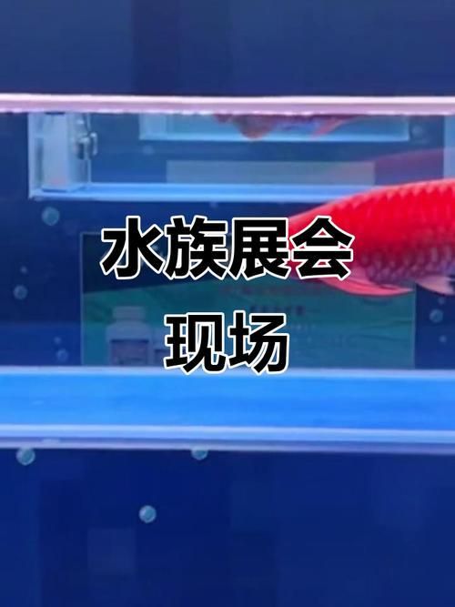 基地內是否有龍魚文化相關的臨時展覽，上海動物園龍魚展區參觀攻略 基地內是否有龍魚文化相關的臨時展覽，上海動物園龍魚展區參觀攻略 龍魚百科 第6張