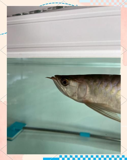 如何判斷龍魚尾鰭充血是否嚴(yán)重