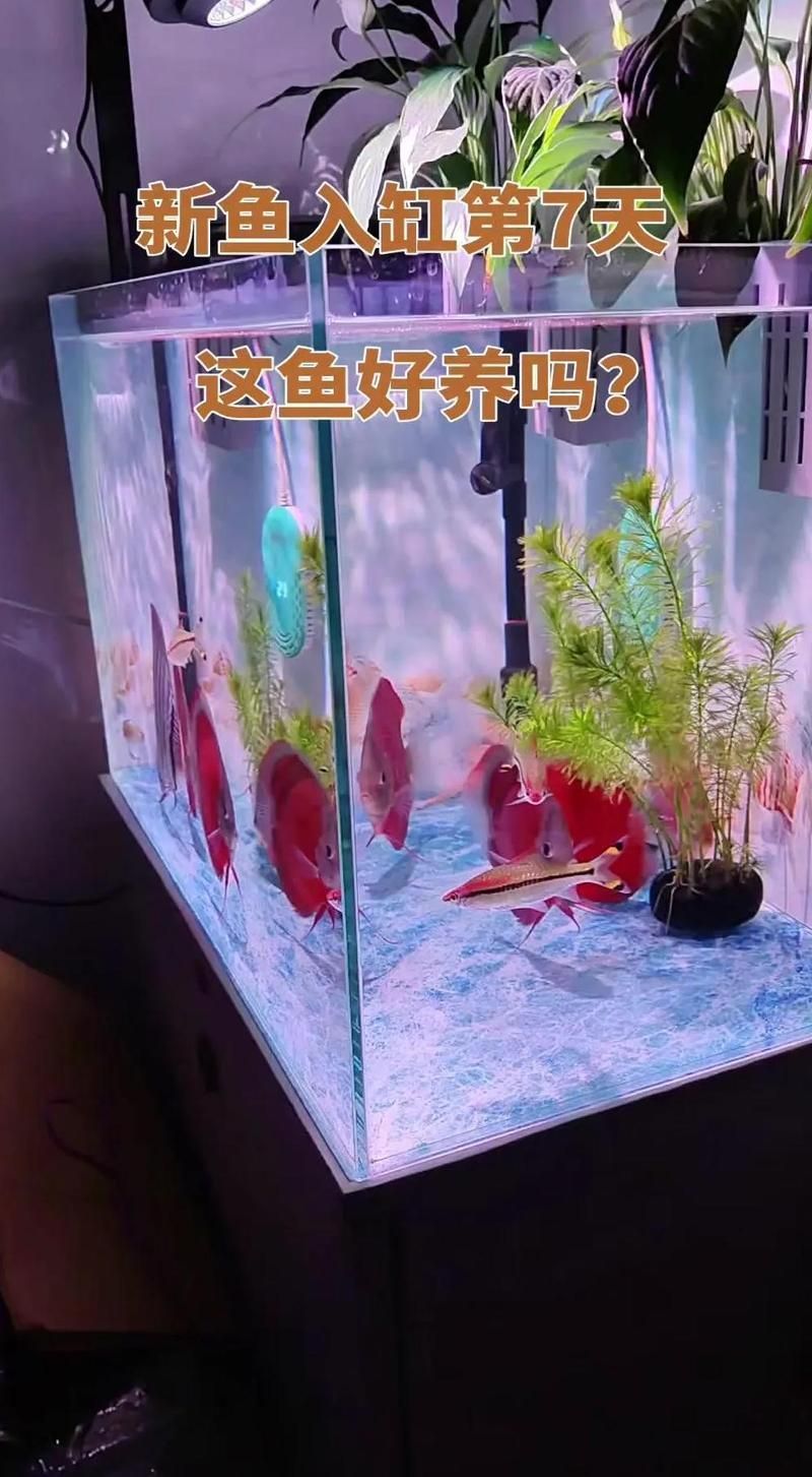 如何判斷七彩神仙魚是否適應(yīng)新環(huán)境，七彩神仙魚是否適應(yīng)新環(huán)境，