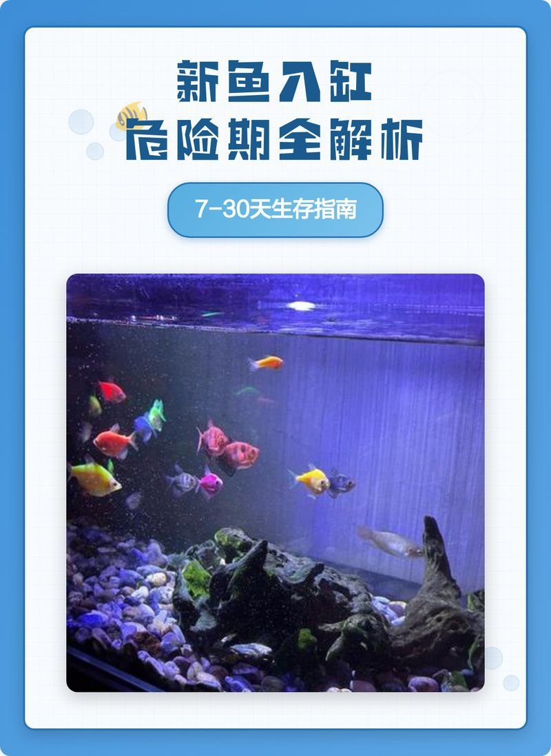 如何判斷七彩神仙魚是否適應(yīng)新環(huán)境，七彩神仙魚是否適應(yīng)新環(huán)境，