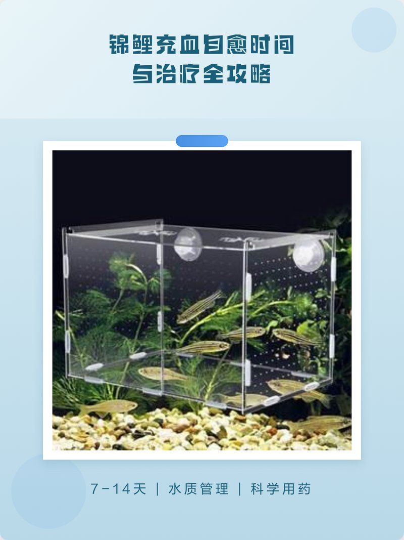 錦鯉魚鱗充血會自愈嗎