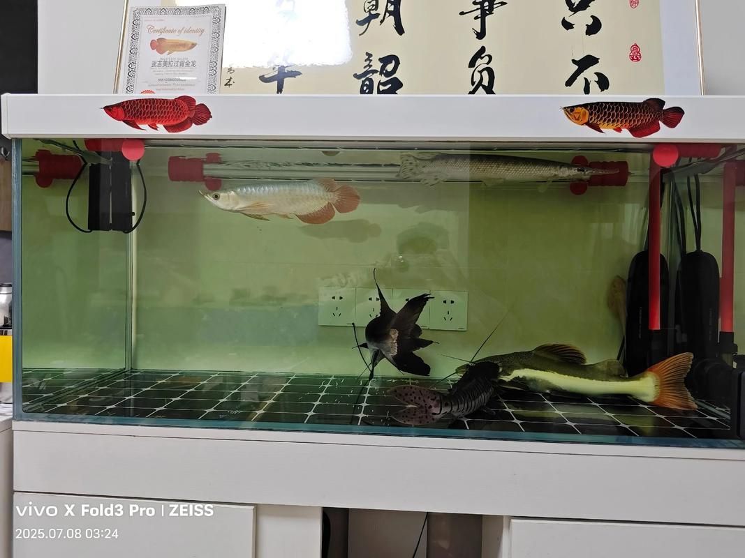 30厘米紅龍魚飼養難度，30厘米紅龍魚飼養技術
