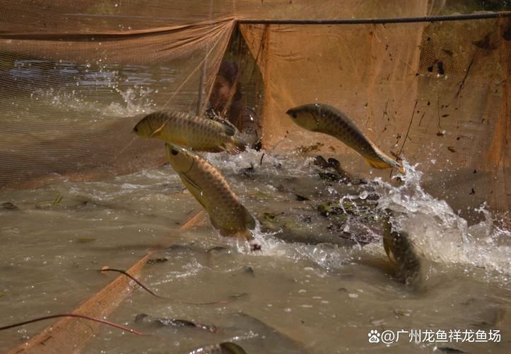 如何購(gòu)買祥龍魚場(chǎng)的產(chǎn)品？，祥龍魚場(chǎng)的購(gòu)買流程