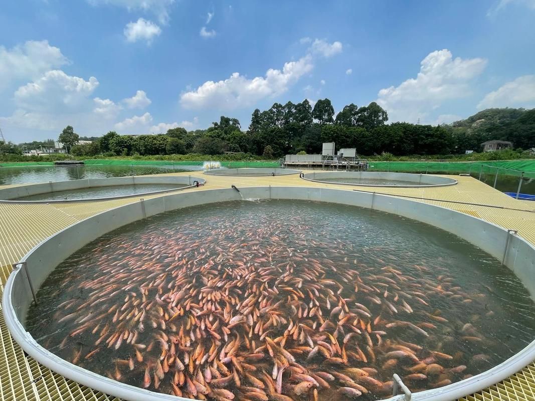 如何購買祥龍魚場的產品？，祥龍魚場的購買流程