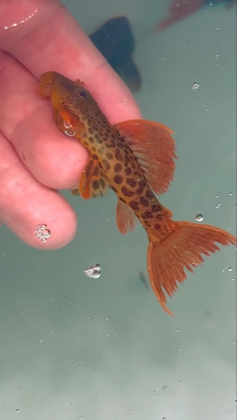 哪里可以購買到南美異型魚？，南美異型魚怎么選