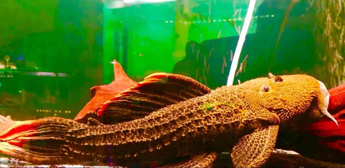 哪里可以購買到南美異型魚？，南美異型魚怎么選
