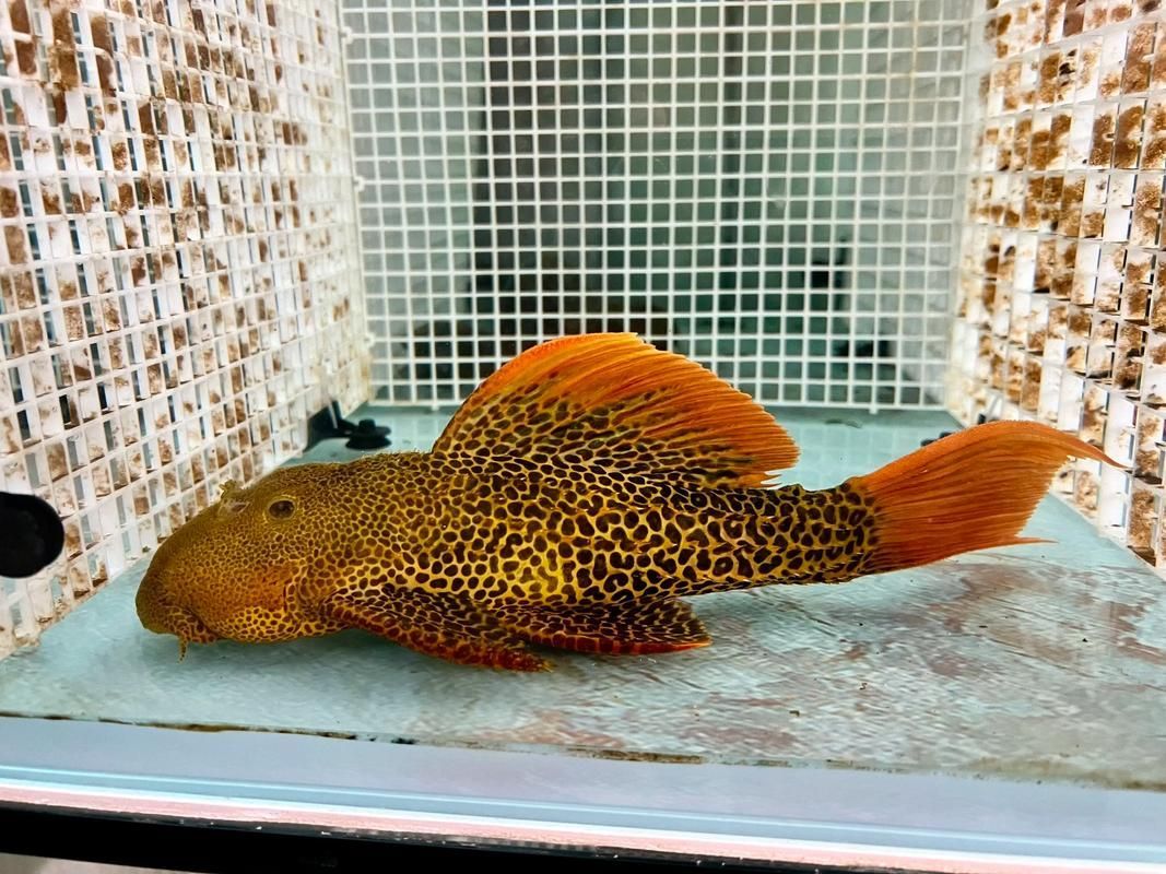 哪里可以購買到南美異型魚？，南美異型魚怎么選