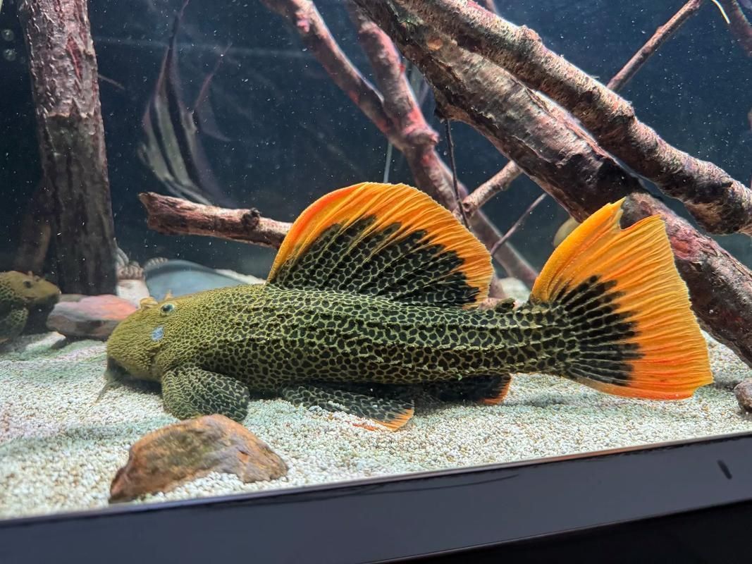 哪里可以購買到南美異型魚？，南美異型魚怎么選