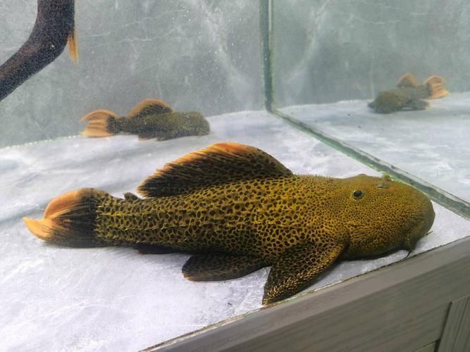 哪里可以購買到南美異型魚？，南美異型魚怎么選
