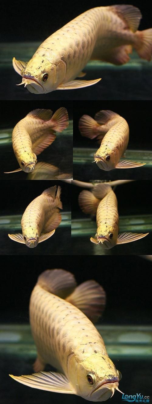 如何辨別金頭過背金龍魚的品質，如何辨別金頭過背金龍魚的品質，