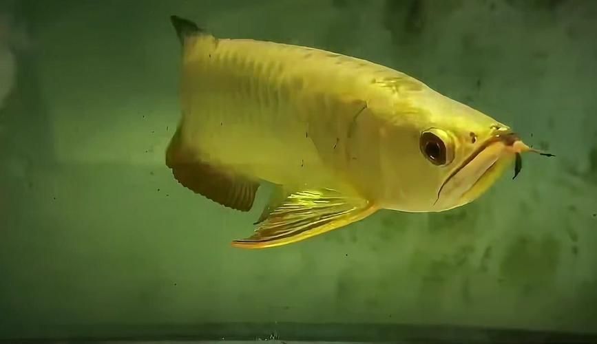 如何辨別金頭過背金龍魚的品質，如何辨別金頭過背金龍魚的品質，