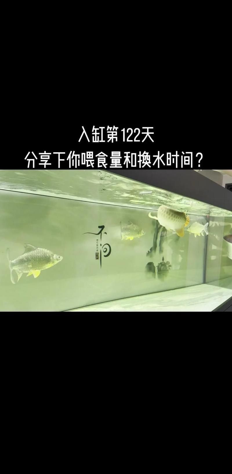 1-2公分紅龍魚多久喂一次，1-2公分紅龍魚多久喂一次紅龍魚
