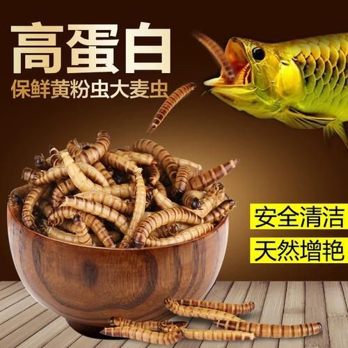 哪個品牌的龍魚飼料評價最高?,哪個品牌的龍魚飼料評價最佳 龍魚百科 第2張 哪個品牌的龍魚飼料評價最高?,哪個品牌的龍魚飼料評價最佳 哪個品牌的龍魚飼料評價最高?,哪個品牌的龍魚飼料評價最佳 龍魚百科 第2張
