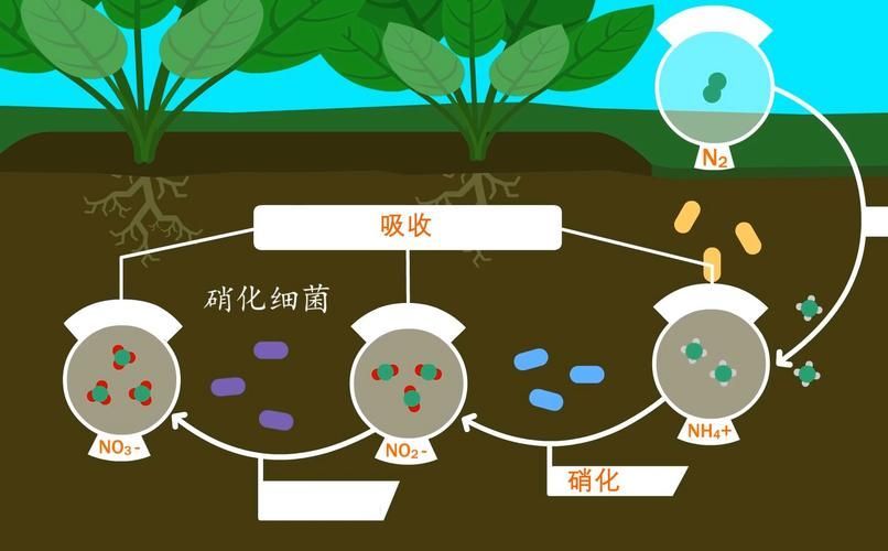 益生菌如何調(diào)節(jié)水體微生態(tài)平衡，益生菌調(diào)節(jié)水體微生態(tài)平衡