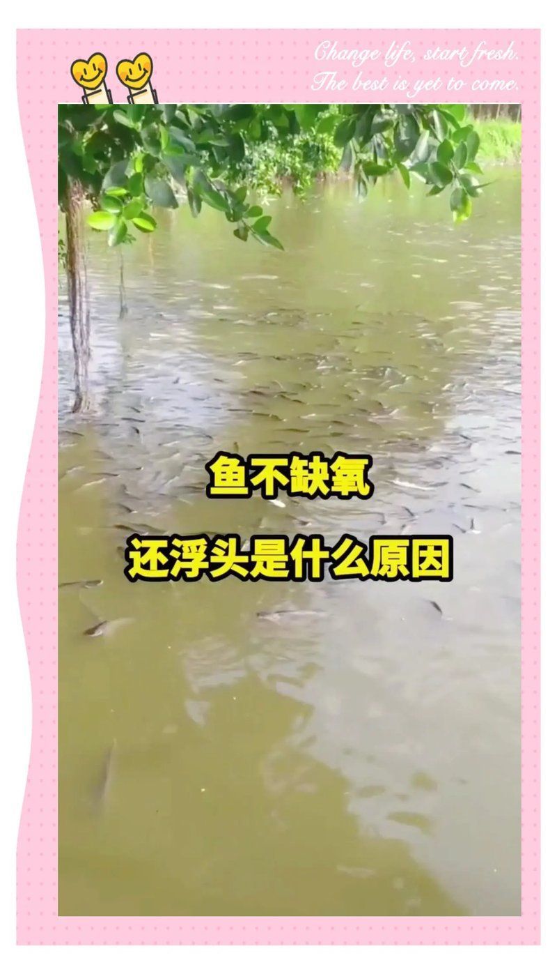 如何判斷魚浮頭是否嚴重