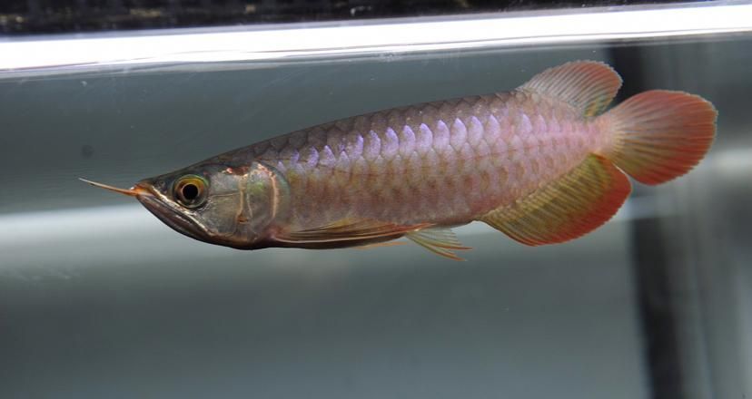 BTL紅龍魚的價格范圍是多少，btl紅龍魚價格是多少btl紅龍魚的最佳飼養溫度是多少 BTL紅龍魚的價格范圍是多少，btl紅龍魚價格是多少btl紅龍魚的最佳飼養溫度是多少 龍魚百科 第3張