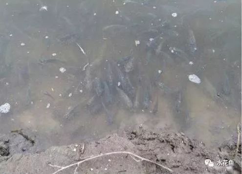 如何判斷水質是否適合魚類生存