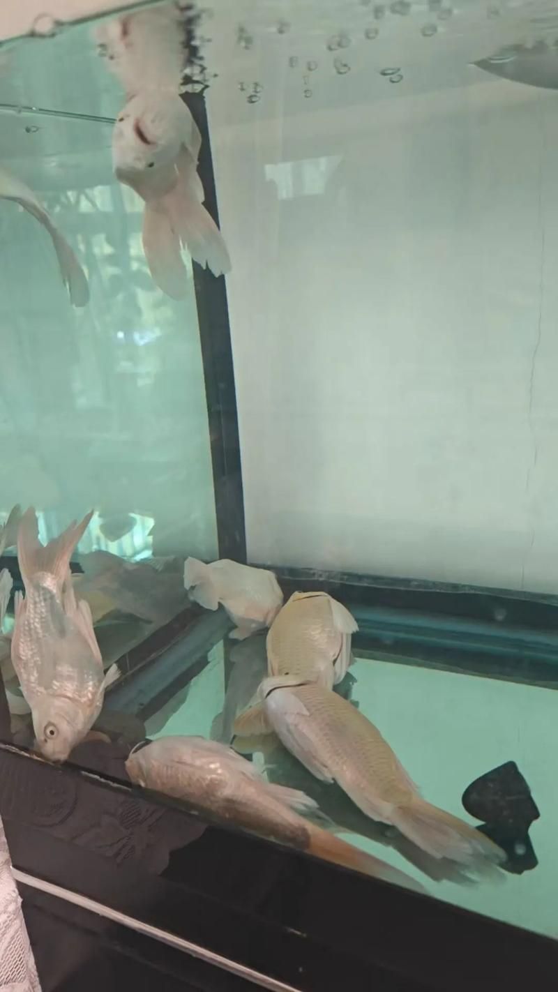 魚兒趴缸底如何急救，魚兒趴缸底如何急救指南（1000字詳解）魚兒趴缸底急救指南 魚兒趴缸底如何急救，魚兒趴缸底如何急救指南（1000字詳解）魚兒趴缸底急救指南 龍魚百科 第5張